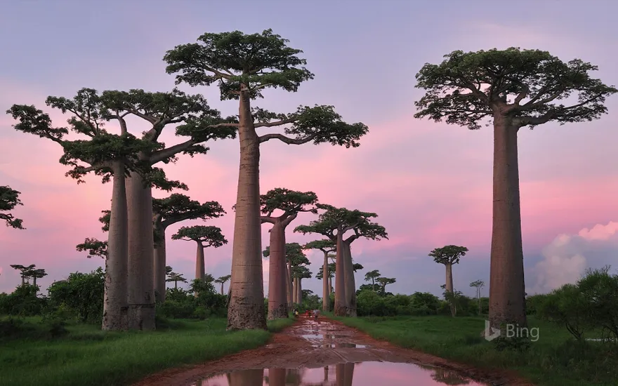 Grandidier's baobab forest near Morondava, Madagascar