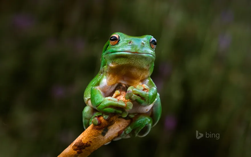 A frog clings to the tip of a branch, Adelaide, Australia