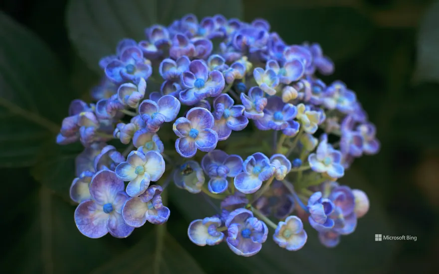 Hydrangea, Kamakura City, Kanagawa Prefecture