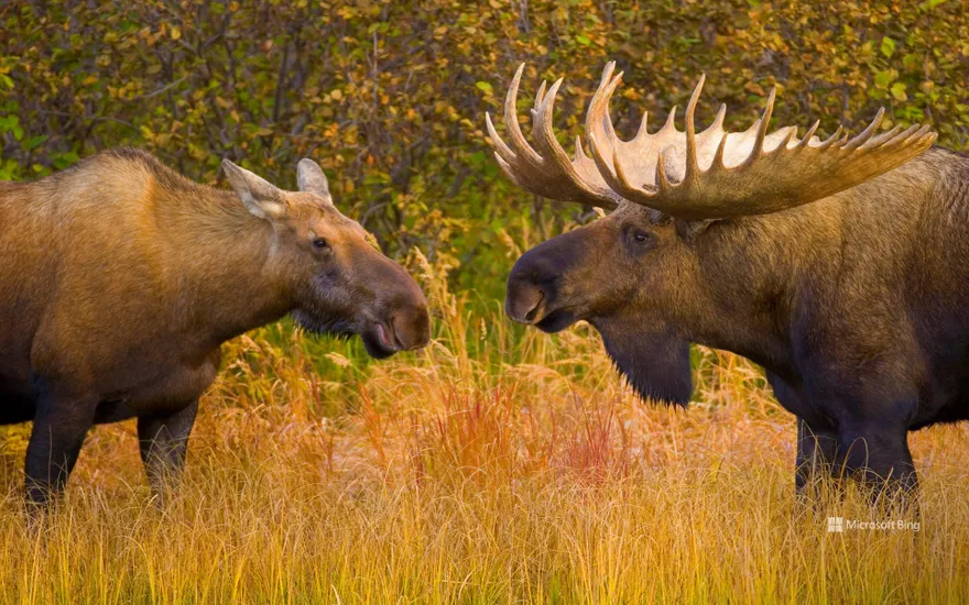 Bull and female moose in Denali National Park, Alaska