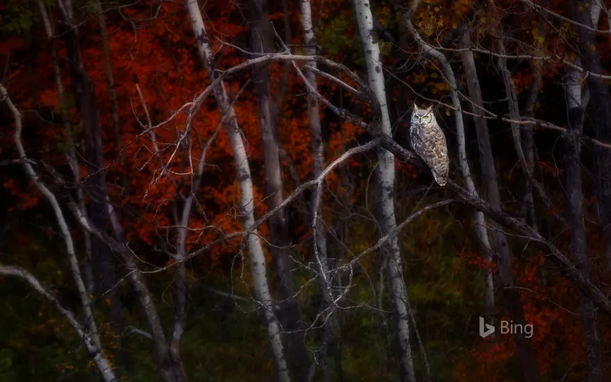 Great horned owl sitting in an aspen tree, Alberta, Canada