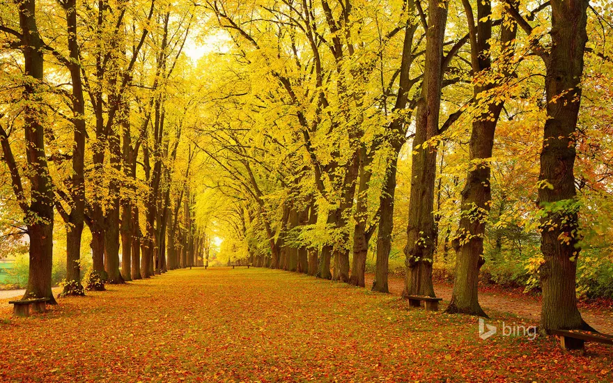 Avenue in autumn, Dinkelsbühl, Bavaria, Germany