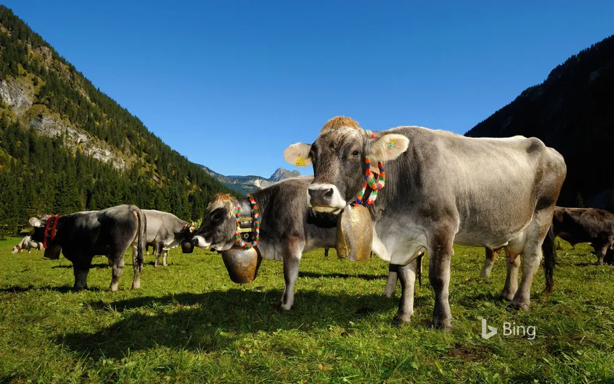Cows in Tannheimer Tal, a high valley in Tyrol, Austria