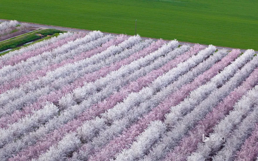 Almond orchards in bloom, Sacramento Valley, California