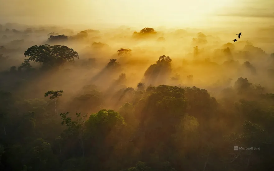 Yasuní National Park, Amazonian Ecuador