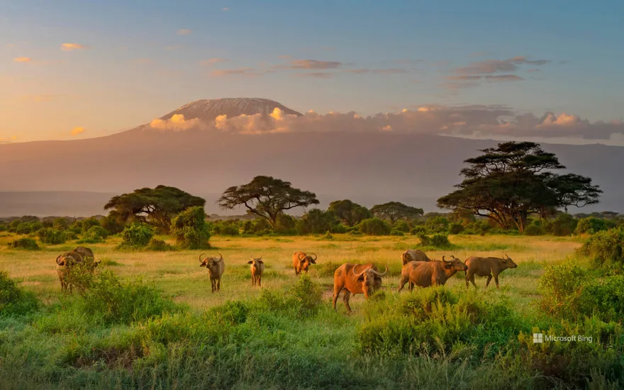 Mount Kilimanjaro with Cape buffalo in foreground, Amboseli Biosphere Reserve, Kenya