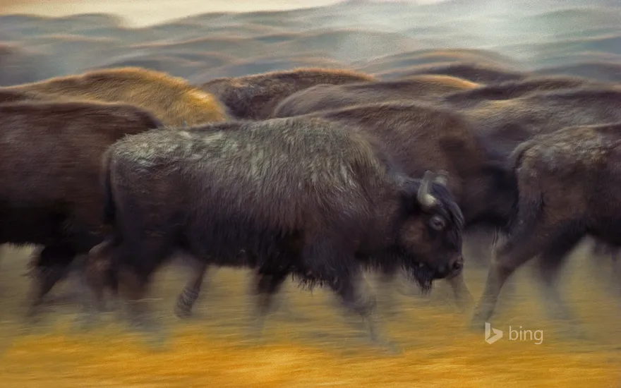 American bison near Fort Pierre, South Dakota