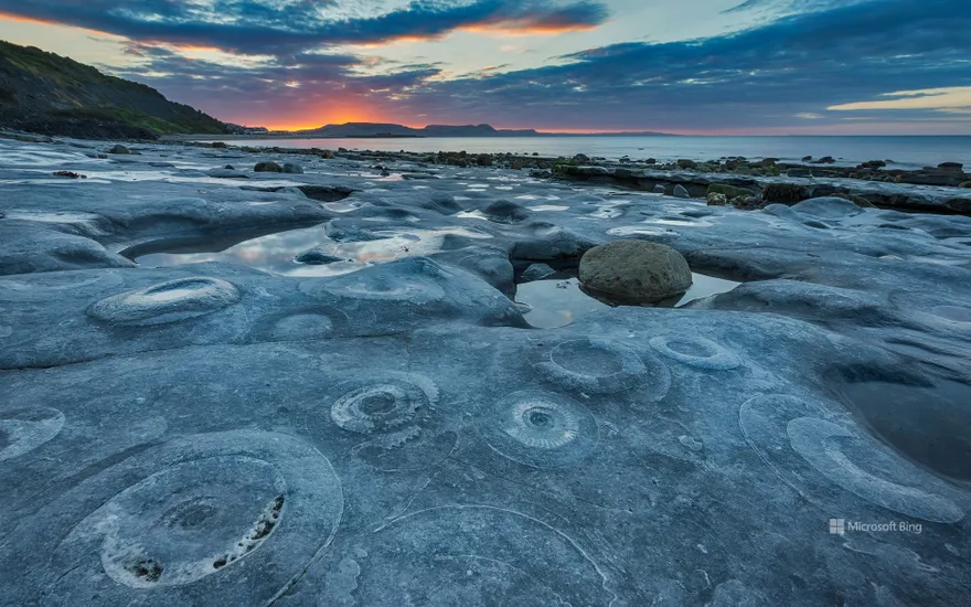 Ammonite Pavement at Monmouth Beach, Dorset
