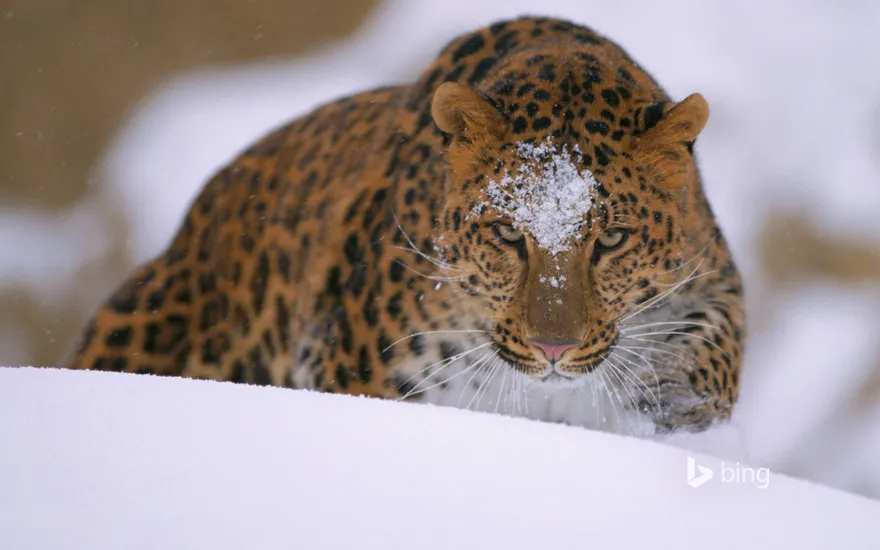 A rare amur leopard peers over a snowy embankment