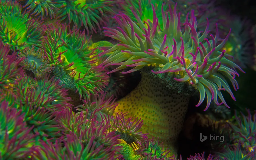 Purple-tipped sea anemones off the coast of Vancouver Island, British Columbia, Canada