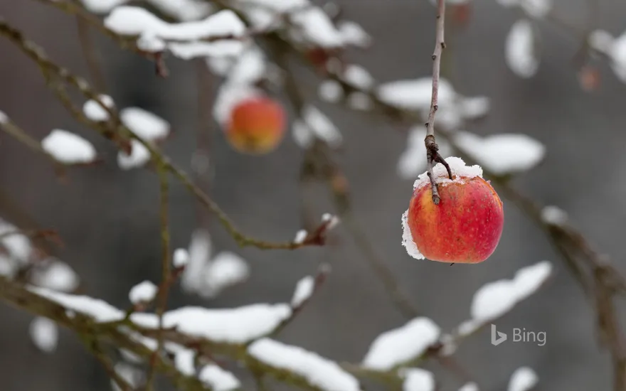 A red apple clings to a broken branch heavy with snow, Coburg, Bavaria, Germany