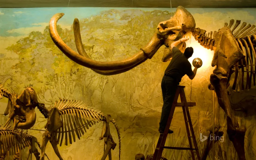Archie, a Columbian mammoth specimen at the University of Nebraska State Museum in Lincoln, Nebraska, USA