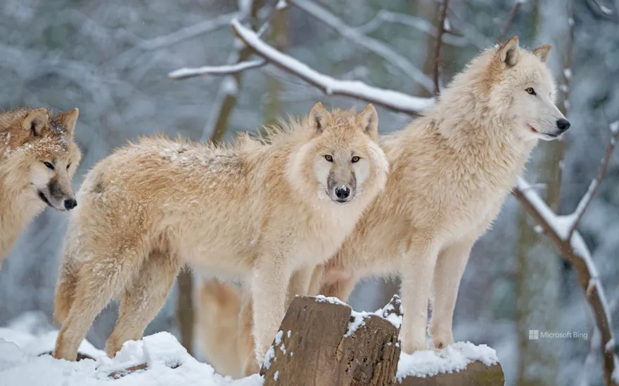 Arctic wolf family in Canada