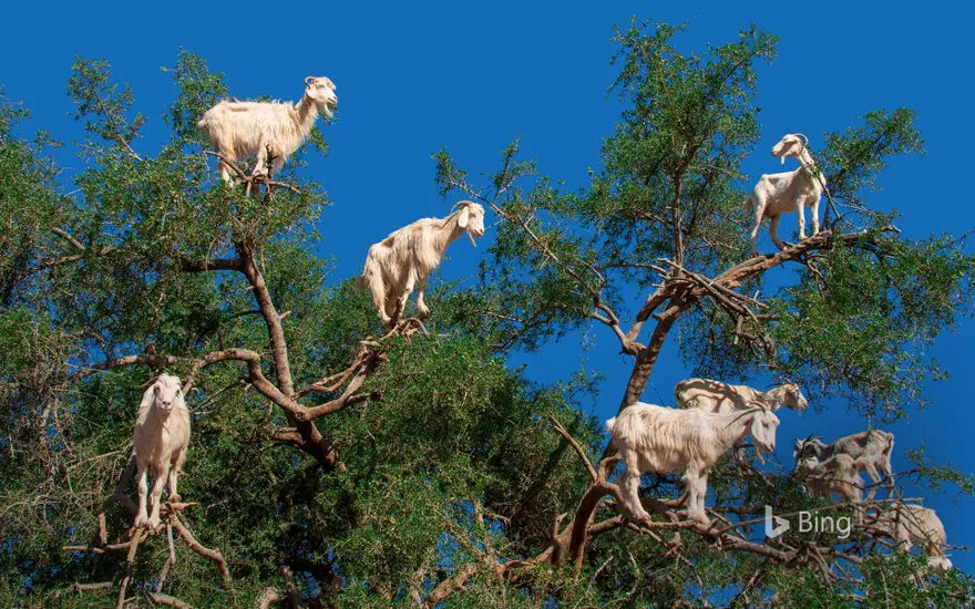 Goats in an argan tree near Essaouira, Morocco