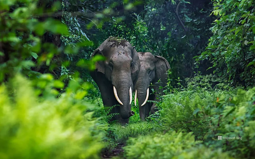 Asian elephants in West Bengal, India
