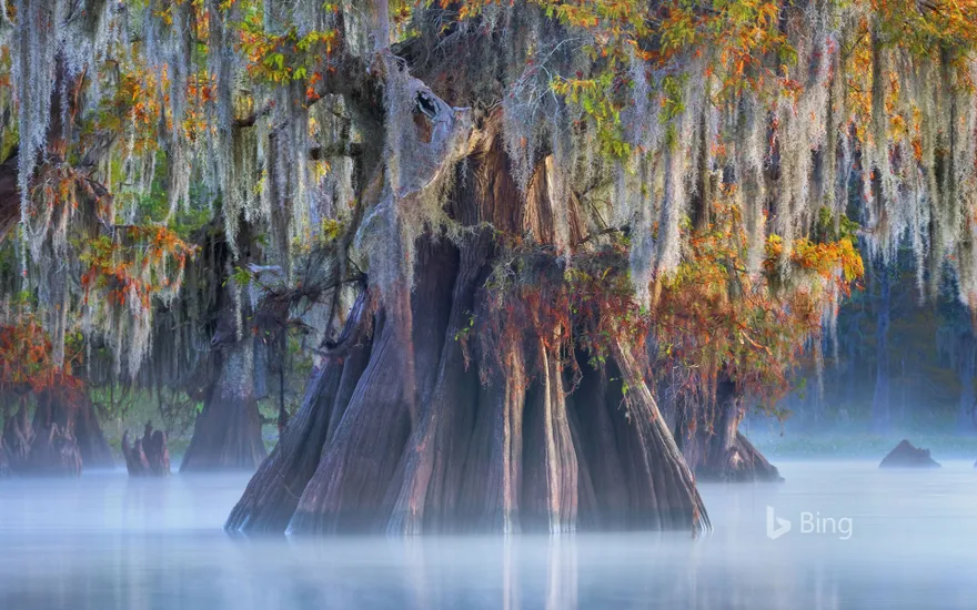 A cypress tree in the Atchafalaya Basin, Louisiana