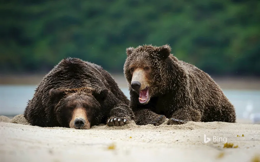 Brown bears in Katmai National Park and Preserve, Alaska