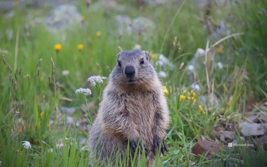 Young alpine marmot