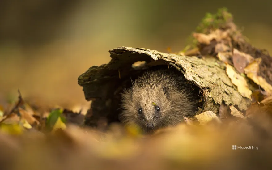 European hedgehog sheltering in tree bark, Sussex
