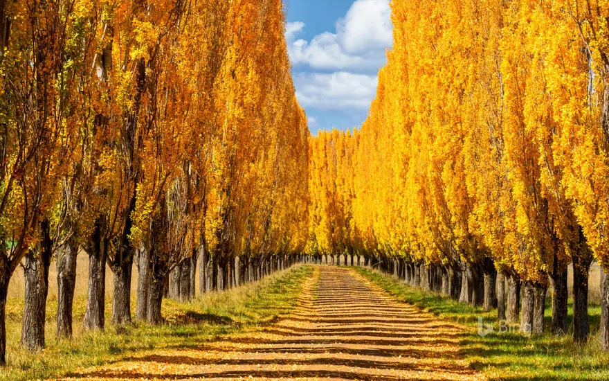 Poplar trees in New England, New South Wales, Australia