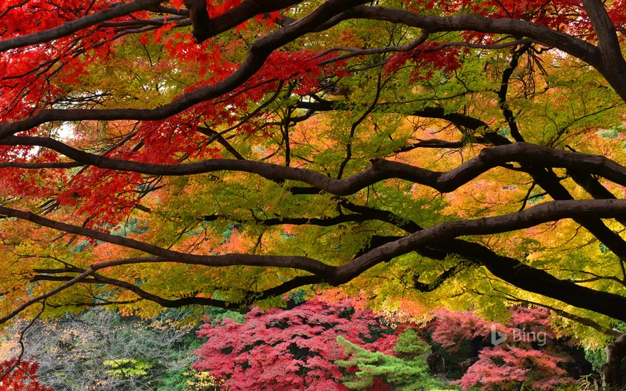 Autumn color in Shinjuku-gyoen Garden, Tokyo