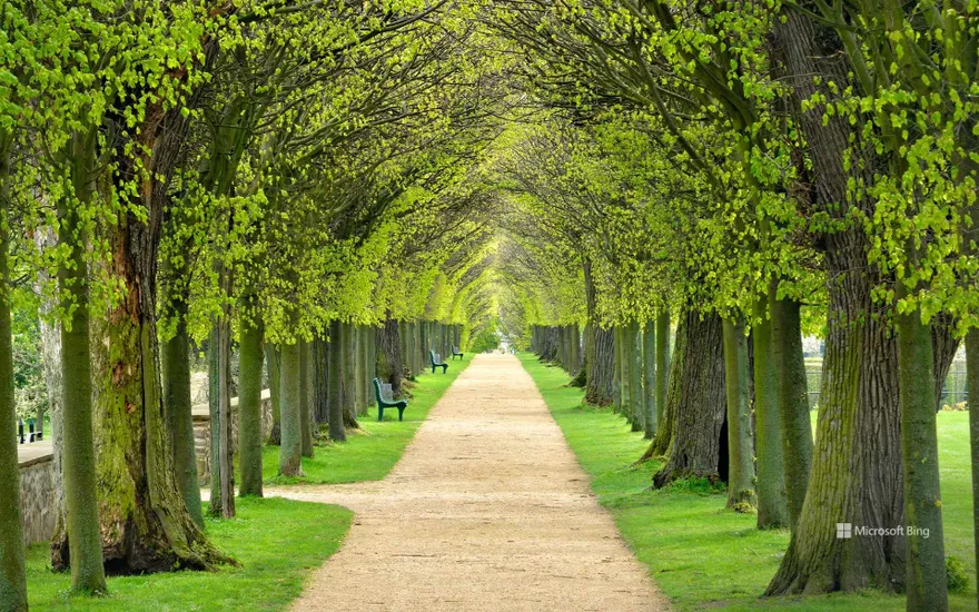 Linden avenue, tree-lined footpath through the park in spring