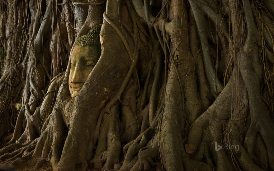 A stone Buddha head in the roots of a tree, Ayutthaya, Thailand