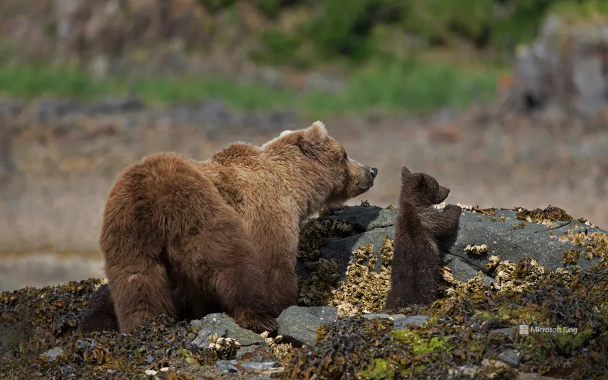 Brown bears, Katmai National Park and Preserve, Alaska, USA