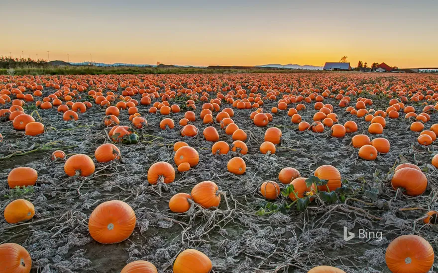 A pumpkin patch in British Columbia, Canada