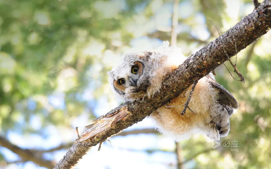 Great Horned Owl Baby