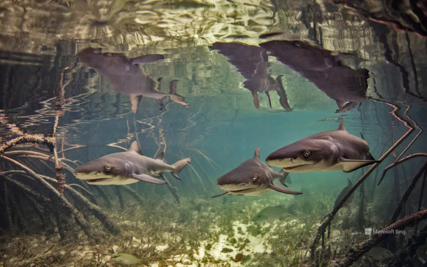 Baby lemon sharks, Alice Town, Bimini, Bahamas
