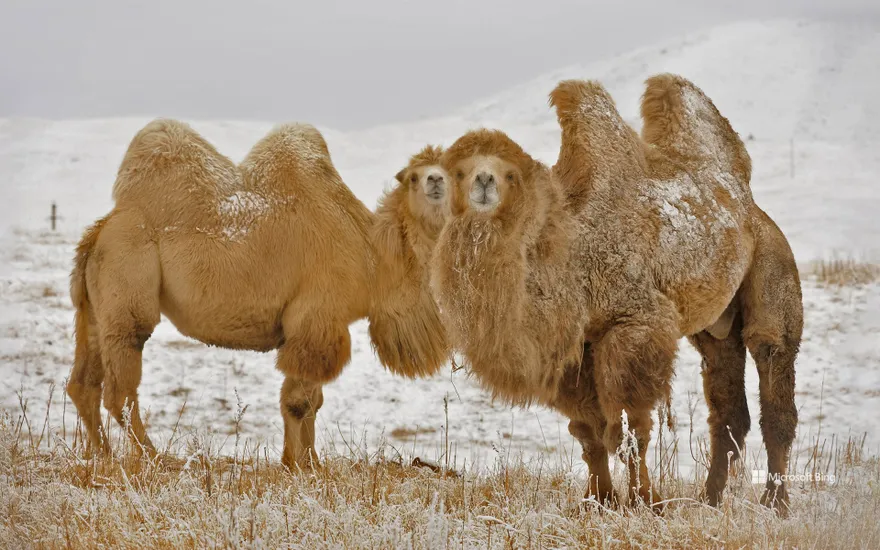 Bactrian camels, Kazakhstan