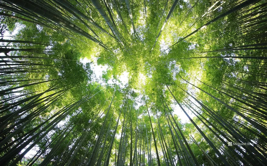 Bamboo, Guwahati, Assam, India
