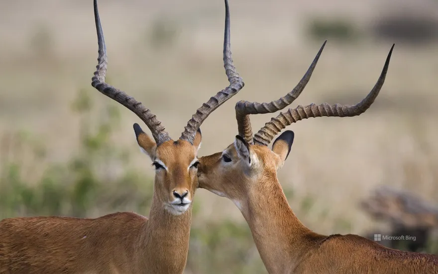 Two impalas in the Masai Mara National Reserve, Kenya