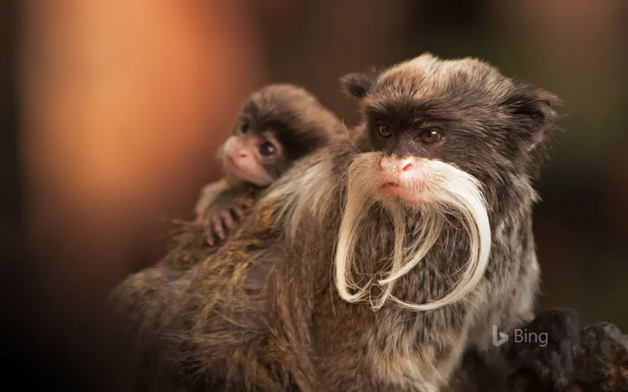 A bearded emperor tamarin monkey carrying a baby