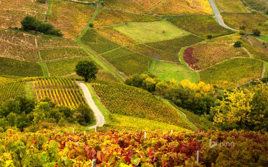 Vineyards in Beaujolais Region, France