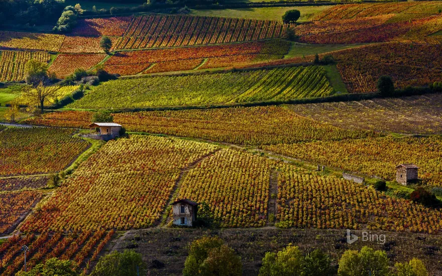 Vineyards near Beaujeu, Rhône, France