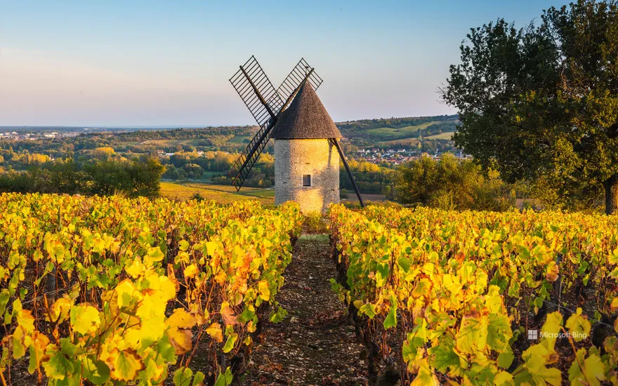 Windmill in the vineyards, France