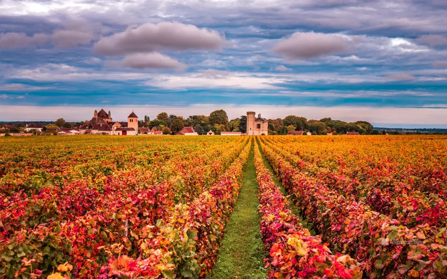 Vineyards in autumn, Burgundy