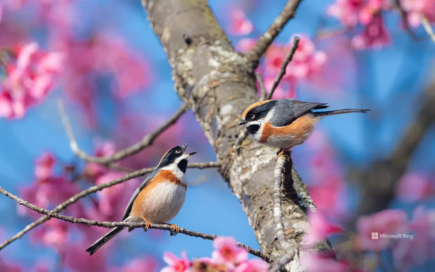 Red-headed long-tailed tit on a blooming cherry tree