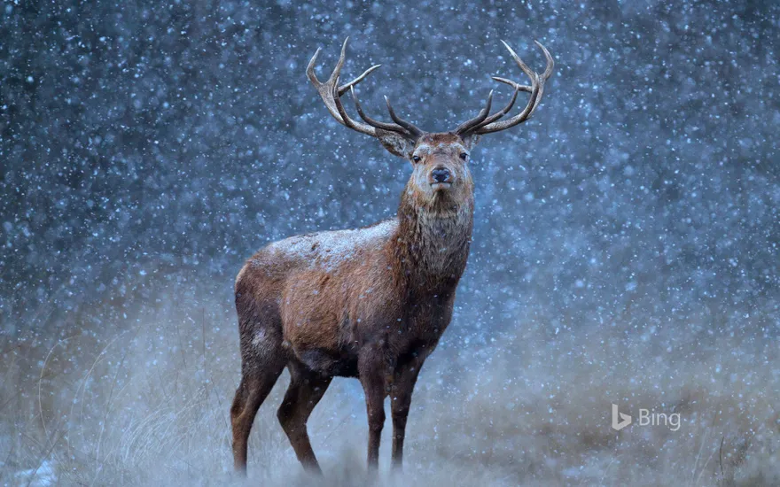 A red deer in the snow