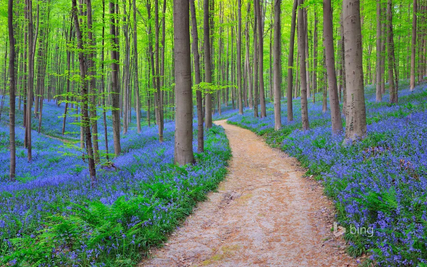 Bluebells in the Halle Forest near Halle, Belgium