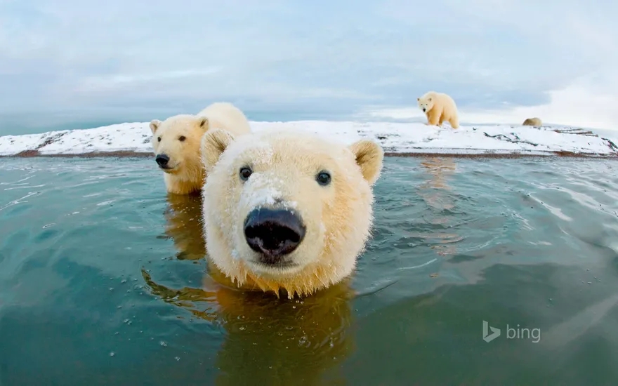 Polar bears, Arctic National Wildlife Refuge, Alaska