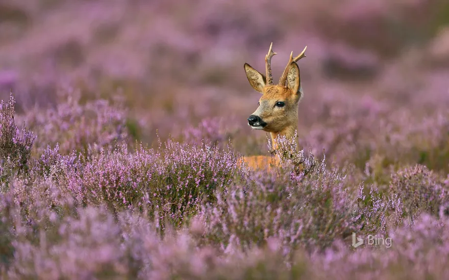 Male roe deer surrounded by heather