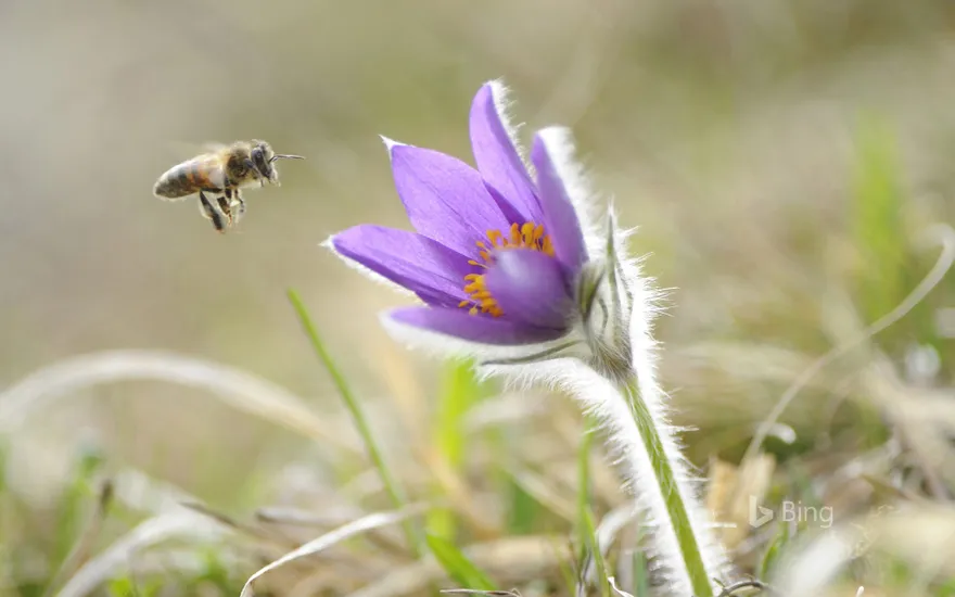 Honeybee approaching the flower of a common pasque flower (Pulsatilla vulgaris), Upper Palatinate, Bavaria, Germany