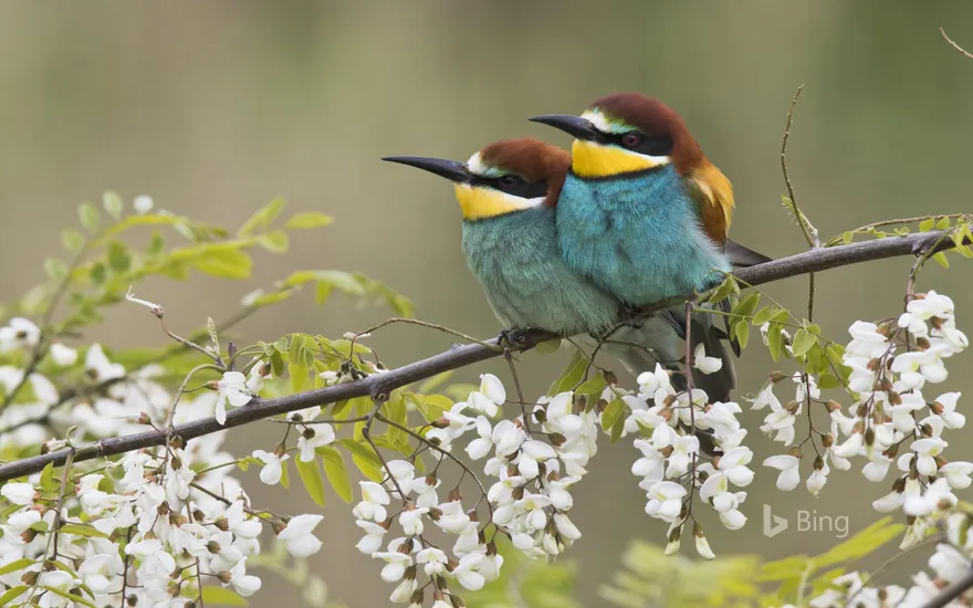 Bee-eater pair on the branch of a flowering robinia, Rhineland-Palatinate, Germany