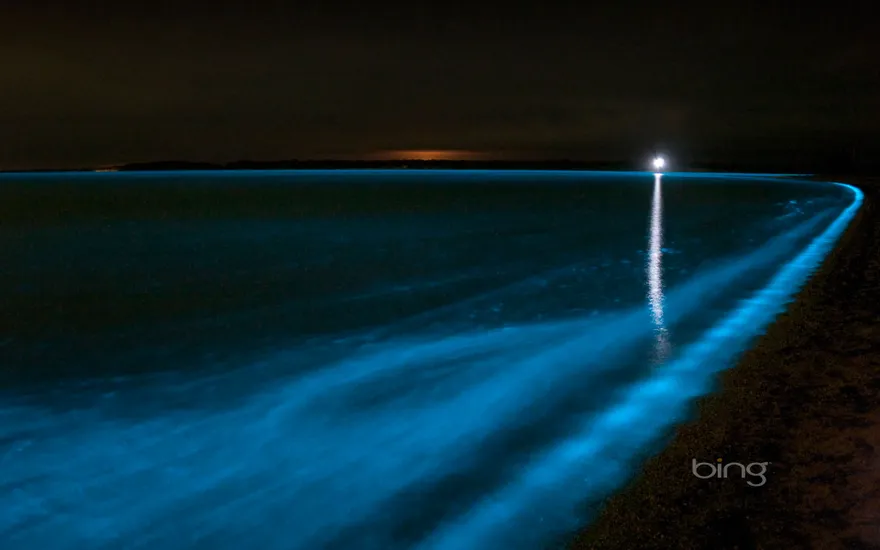 Bioluminescence in the Gippsland Lakes, Victoria, Australia