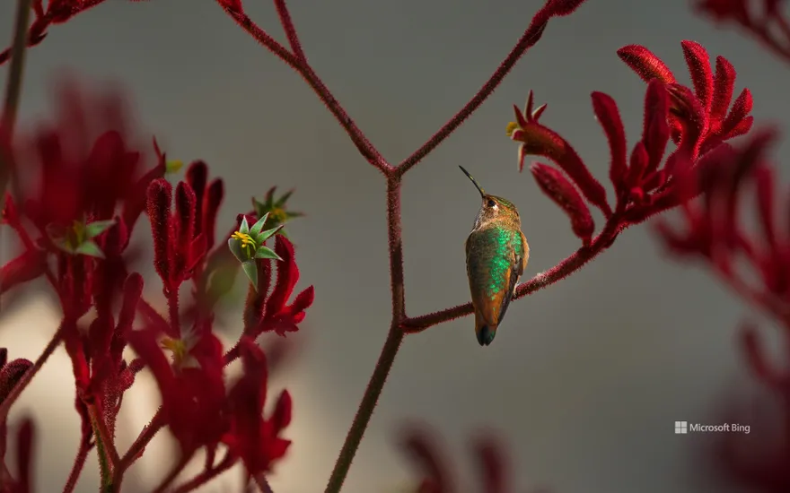 Allen's hummingbird perched on a red kangaroo paw plant