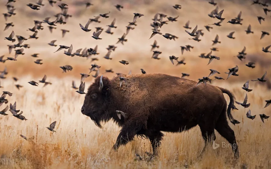 American bison in Antelope Island State Park, Utah
