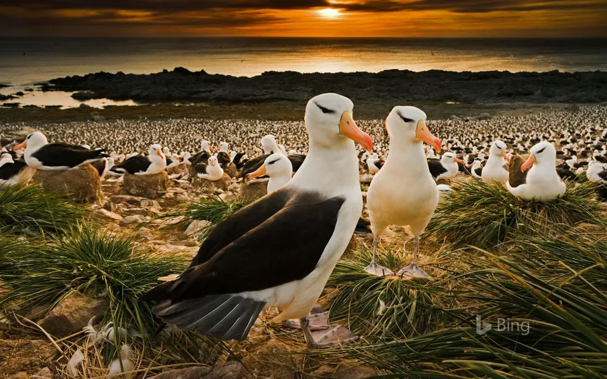 Black-browed albatrosses in the Falkland Islands